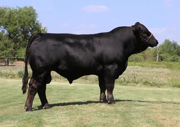 Lot 13 LMC LF Making Dreams 3 4 X 1 4 Simbrah Herd Bull